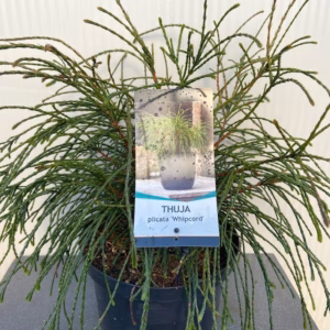 Thuja plicata 'Whipcord'