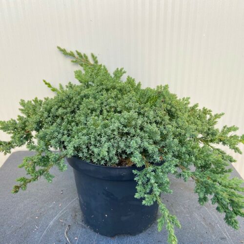 Juniperus procumbens 'Nana'