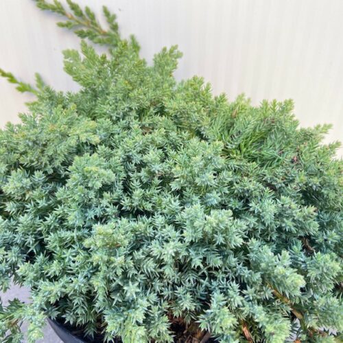 Juniperus procumbens 'Nana'