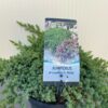 Juniperus procumbens 'Nana'