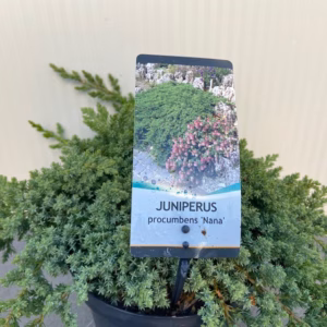 Juniperus procumbens 'Nana'