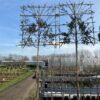 Quercus ilex F (Steeneik) met leischerm