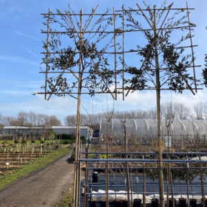 Quercus ilex F (Steeneik) met leischerm