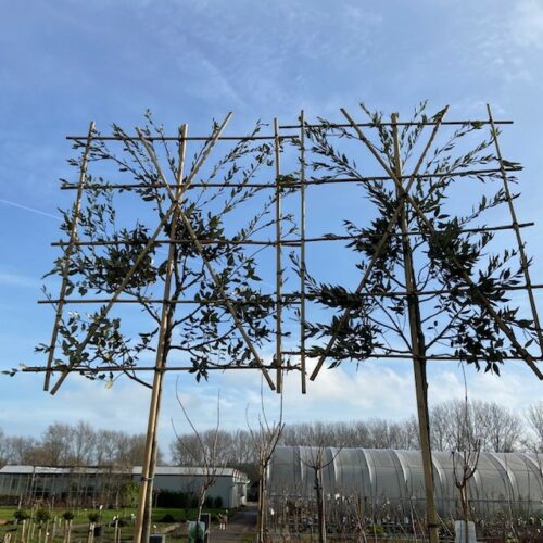 Quercus ilex F (Steeneik) met leischerm