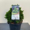 Chamaecyparis obtusa 'Nana Gracilis'