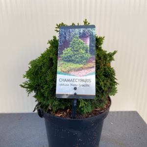 Chamaecyparis obtusa 'Nana Gracilis'