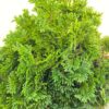 Chamaecyparis obtusa 'Nana Gracilis'