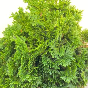 Chamaecyparis obtusa 'Nana Gracilis'
