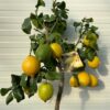 Citrus Lemon (Citroenplant)
