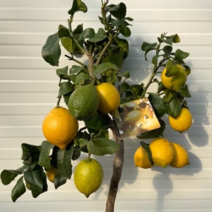 Citrus Lemon (Citroenplant)