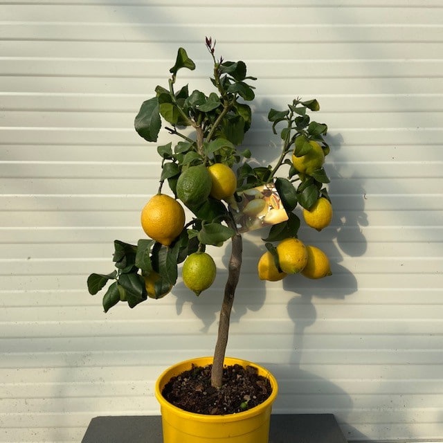 Ver weg Leidingen plastic Citrus Lemon (Citroenplant) - Tas Boomkwekerij