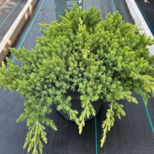 Juniperus procumbens 'Nana'