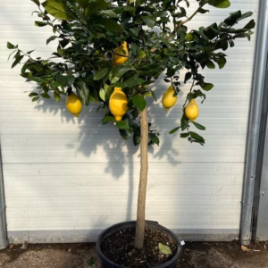 Citrus Lemon (Citroenboom)