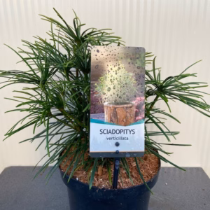 Sciadopitys verticillata