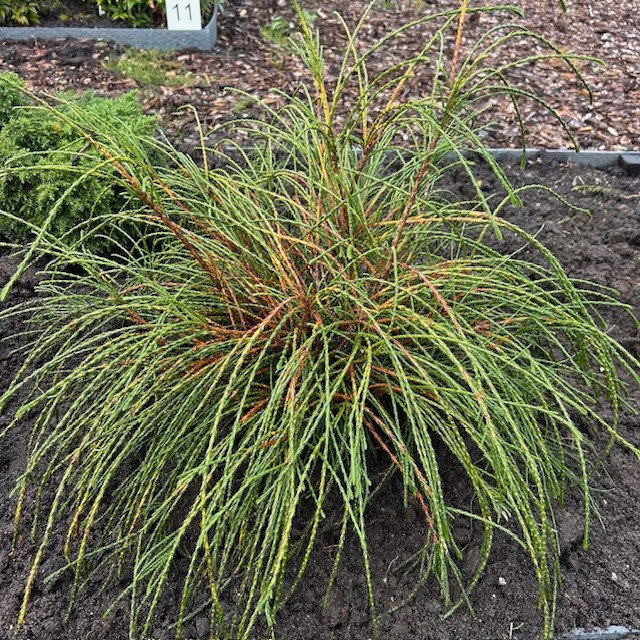 Thuja plicata 'Whipcord' 30 - 40 cm
