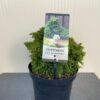 Cryptomeria jap. 'Yokohama'