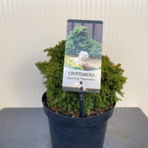 Cryptomeria jap. 'Yokohama'
