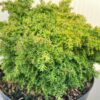 Cryptomeria jap. 'Yokohama'