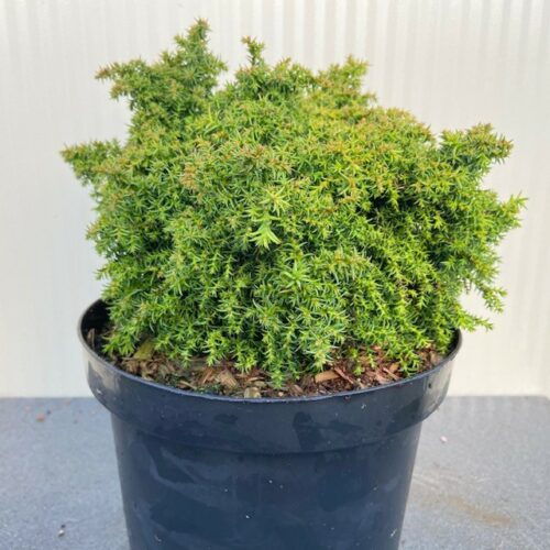 Cryptomeria jap. 'Yokohama'