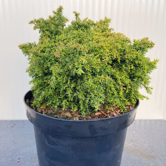 Cryptomeria jap. 'Yokohama'