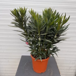 Oleander struik 70 cm, kleur roze