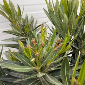Oleander struik 70 cm, kleur roze