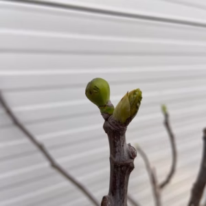 Ficus carica, (Vijgenboom) op stam