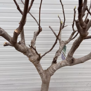 Ficus carica, (Vijgenboom) op stam