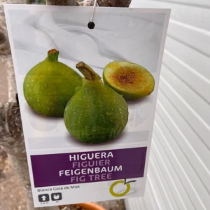 Ficus carica, (Vijgenboom) op stam