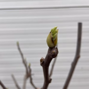 Ficus carica, (Vijgenboom) op stam