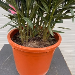 Oleander struik 70 cm, 10 liter pot kleur roze