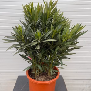 Oleander struik 70 cm, 10 liter pot kleur roze