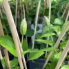 Clematis Baltyk