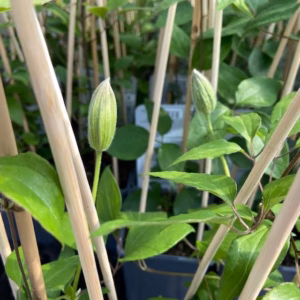 Clematis Baltyk