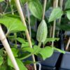 Clematis Baltyk