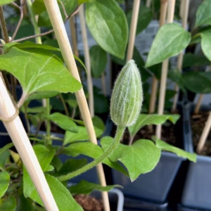 Clematis Baltyk