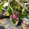 Appelboom laagstam 'Delcorf'