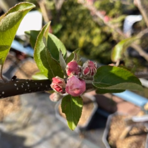 Appelboom laagstam 'Delcorf'