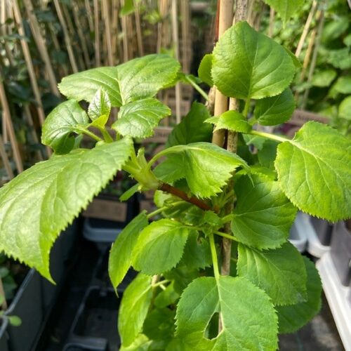 Hydrangea a. Petiolaris (Klimhortensia)