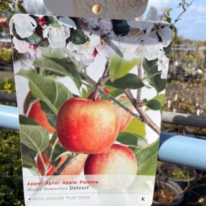 Appelboom laagstam 'Delcorf'