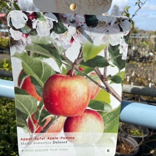 Appelboom laagstam 'Delcorf'