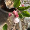 Appelboom laagstam 'Delcorf'