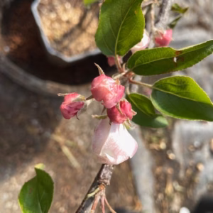 Appelboom laagstam 'Delcorf'