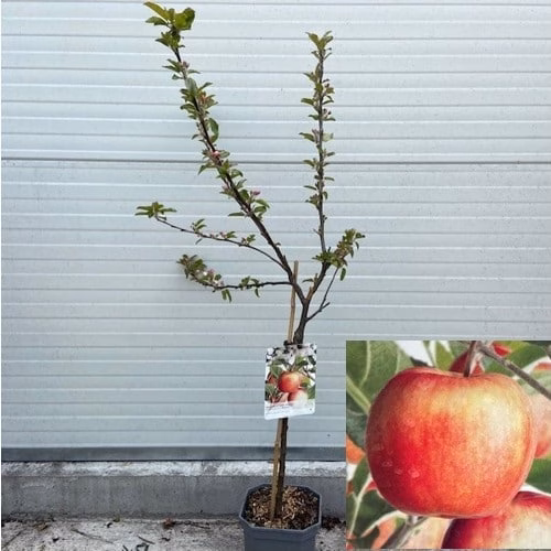 Appelboom laagstam 'Delcorf'