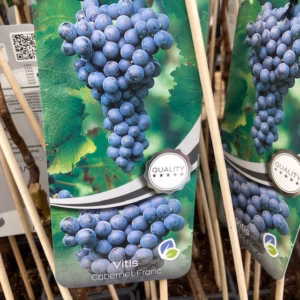 Vitis Cabernet Franc (wijndruif)