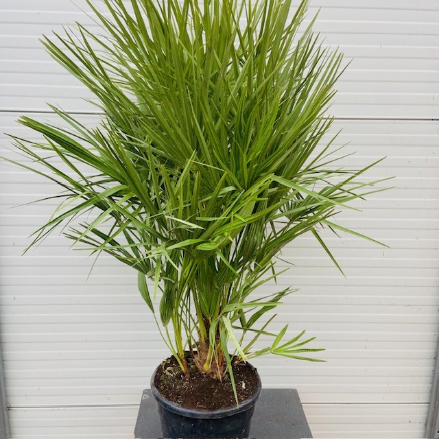 Chamaerops humilis (Europese dwergpalm) 90 cm