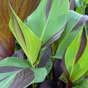 Canna Cleopatra