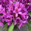 Rhododendron Marcel Menhard