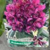 Rhododendron Marcel Menhard