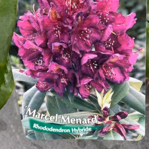Rhododendron Marcel Menhard